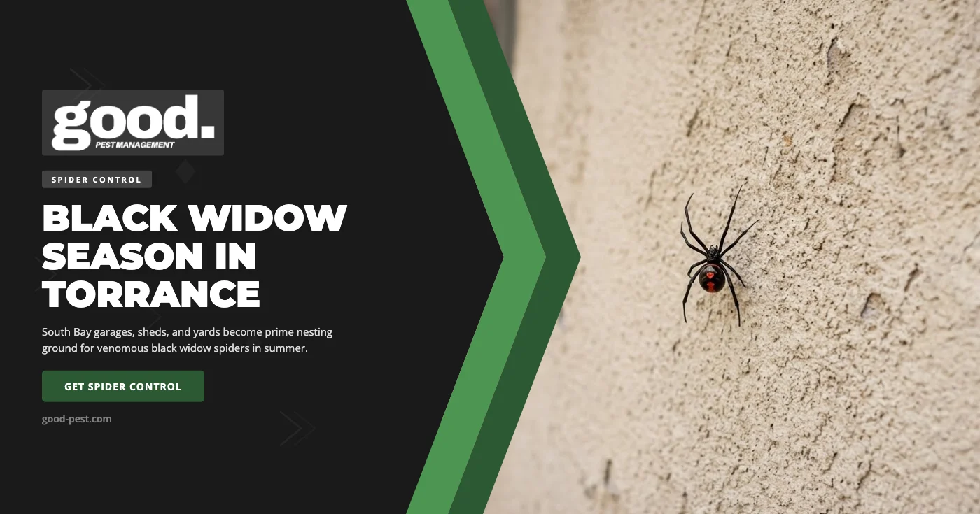 Black Widow Spider Control in Torrance, CA