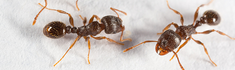 Ant pest control in Torrance, CA