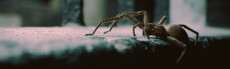 Spider control service in Torrence, CA
